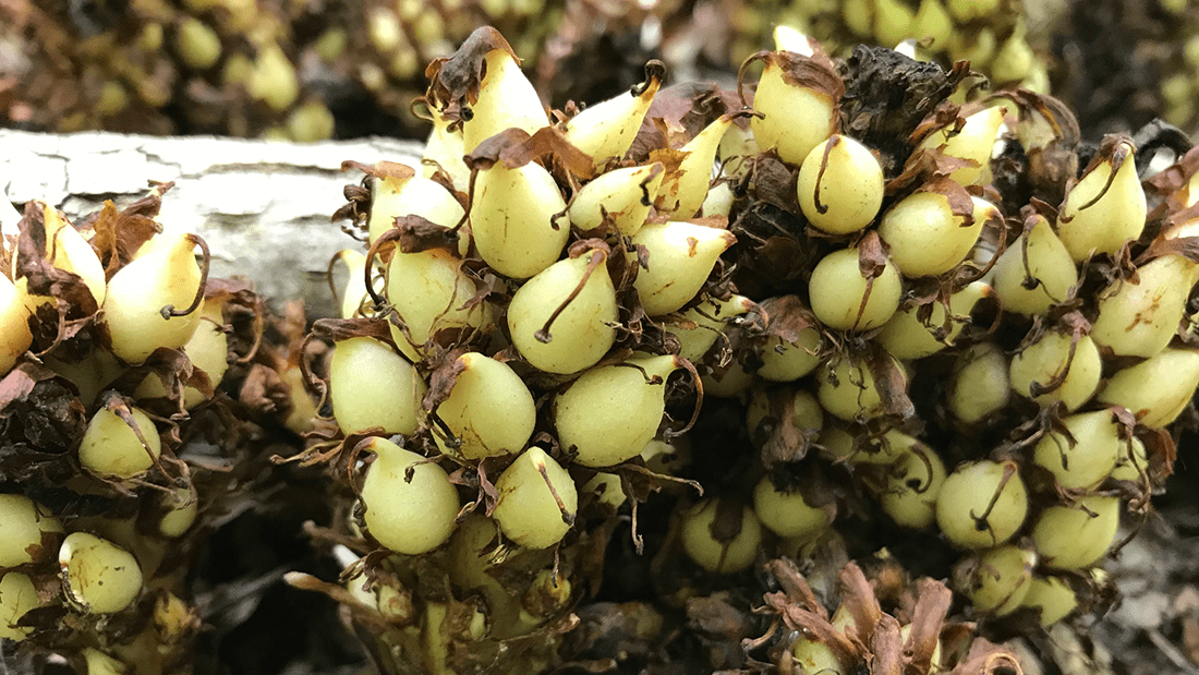 Parasitic Plants - Greenacres Foundation