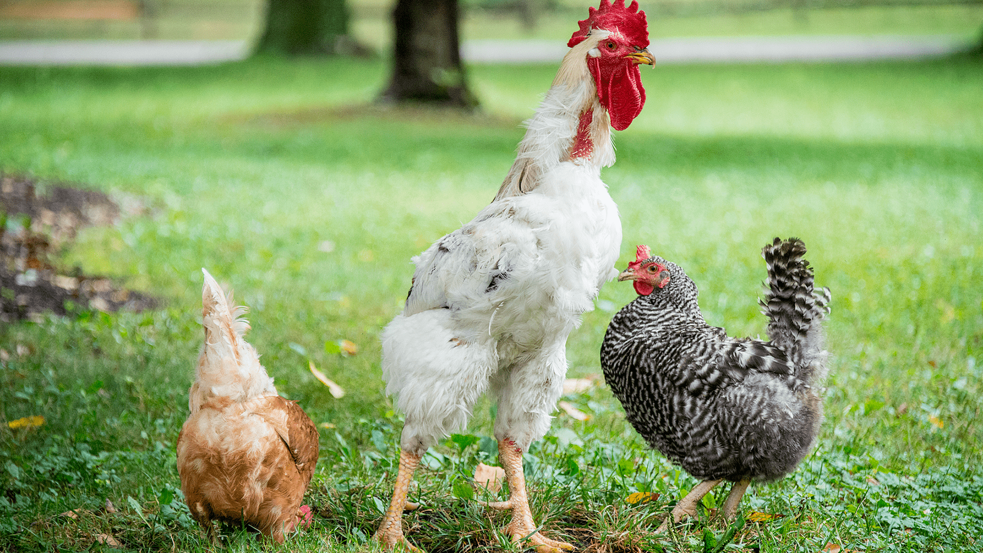 Chickens Eating Ticks? Greenacres Foundation