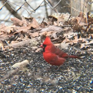 cardinal-e1546268945314 cardinal-e1546268945314