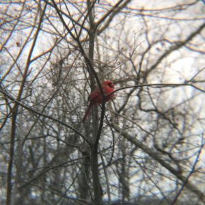 cardinal2 cardinal2