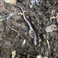 Red-Back Salamander