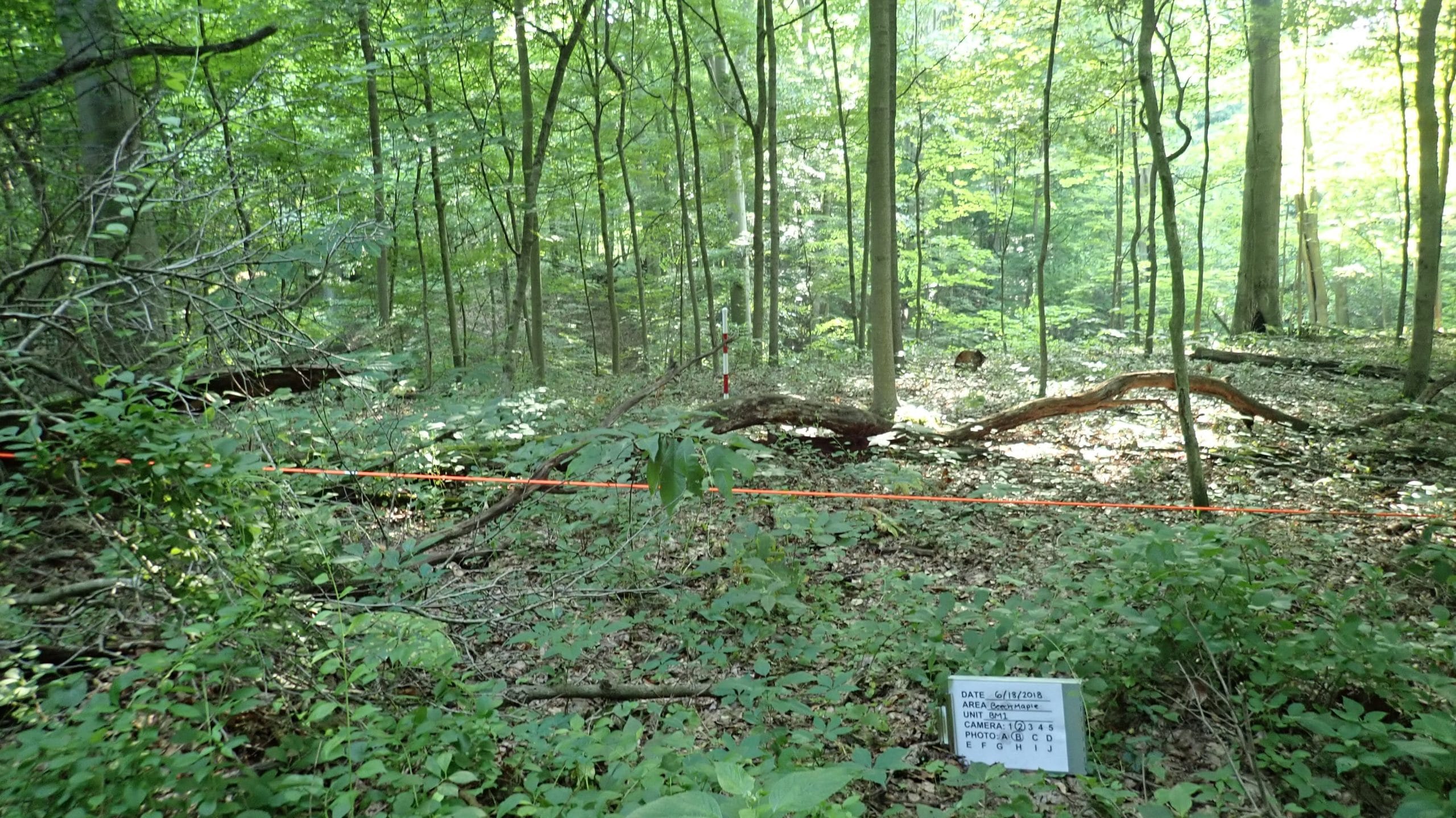 What’s in the woods? Greenacres Foundation