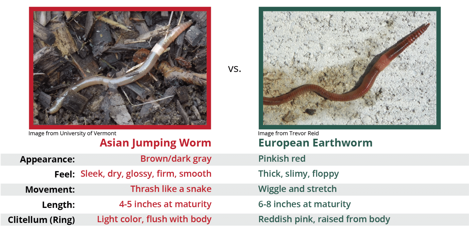 Asian Jumping Worms Greenacres Foundation