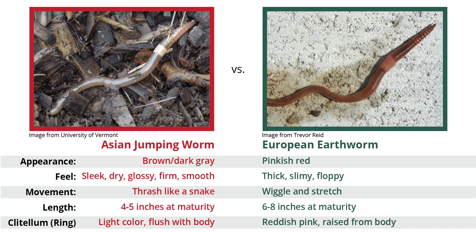 Asian Jumping Worms Greenacres Foundation