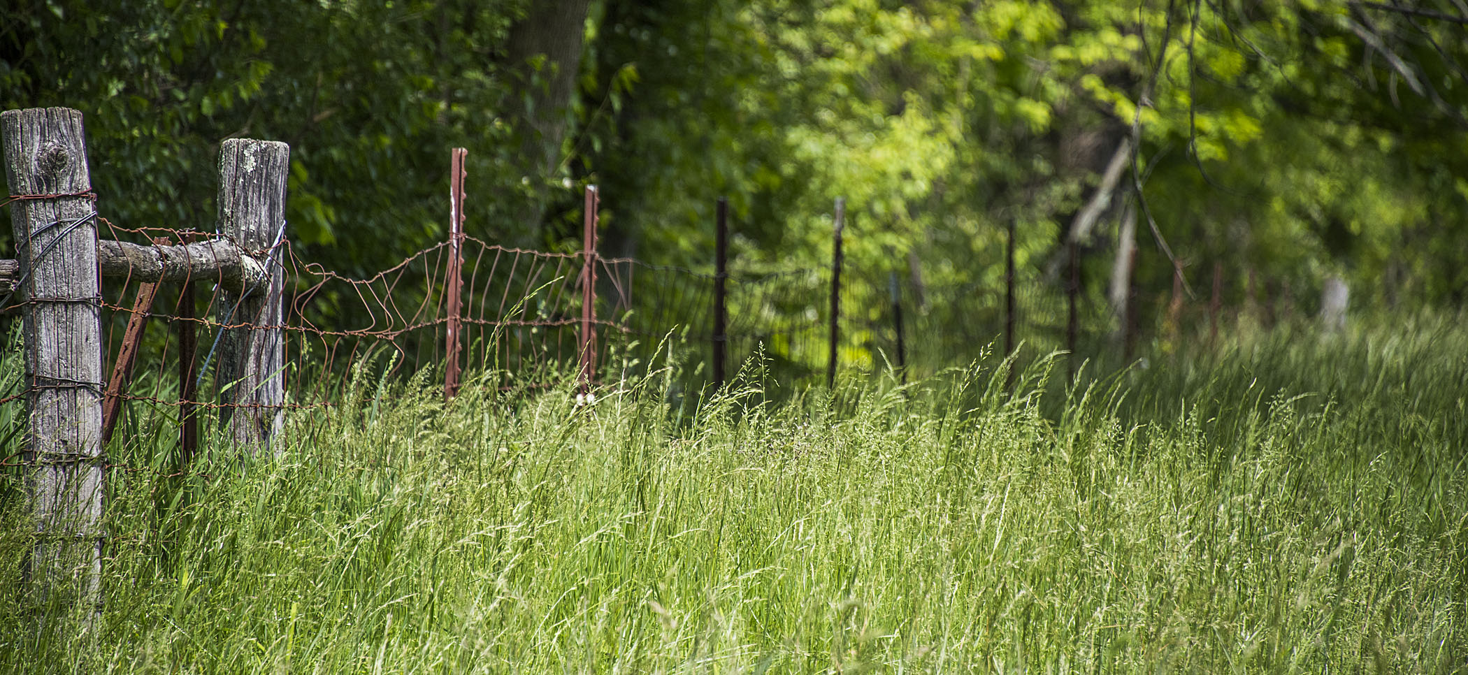 tall green grass with wire fence and trees in background