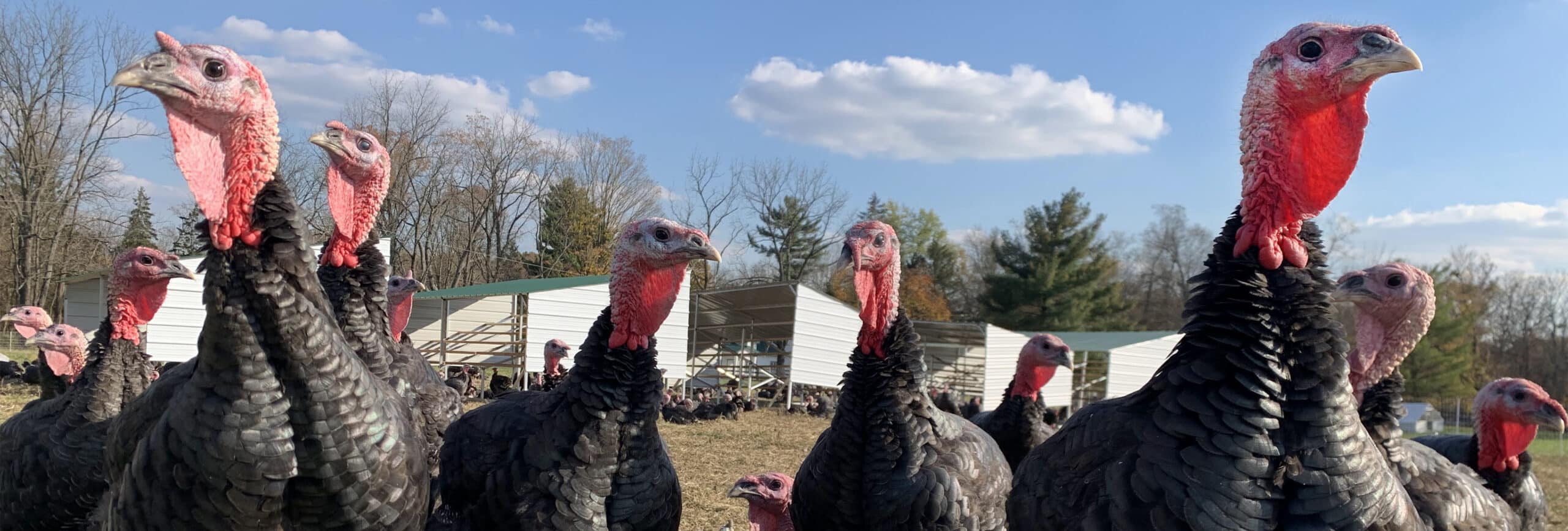 BronzeTurkeys_2021_3840x1300 (1)